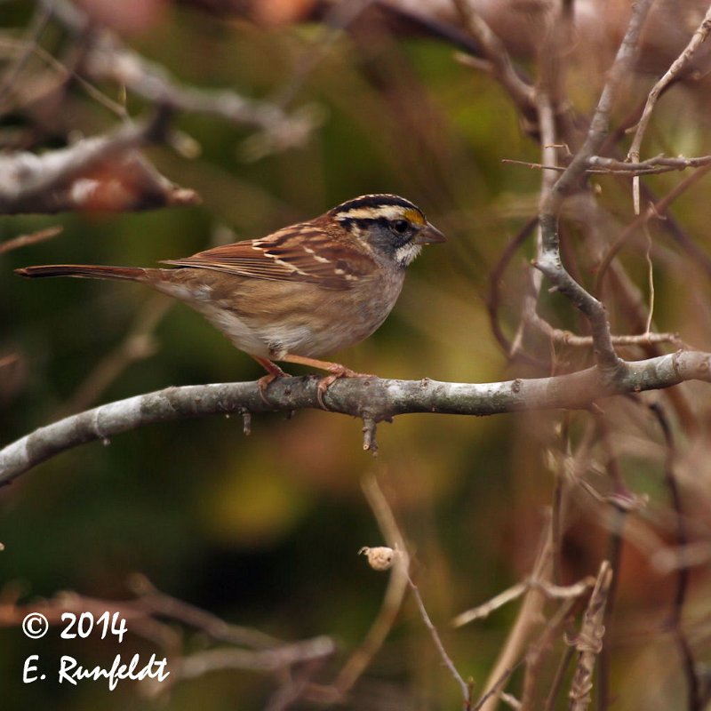 20Dec-CBC 150.jpg - White-throated Sparrow